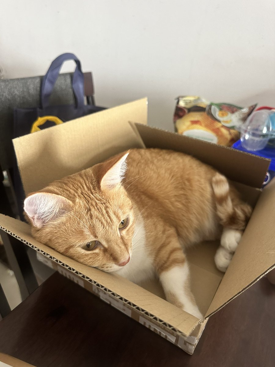 ginger_bois's tweet photo. I got myself a new gift! Go do more shopping Hooms! #cats #CatsOfTwitter #ifIfitIsit #catbox https://t.co/qQSuYdjVLp