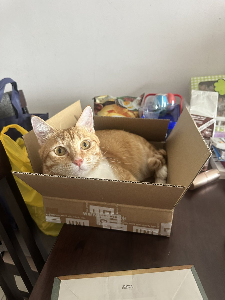 ginger_bois's tweet photo. I got myself a new gift! Go do more shopping Hooms! #cats #CatsOfTwitter #ifIfitIsit #catbox https://t.co/qQSuYdjVLp