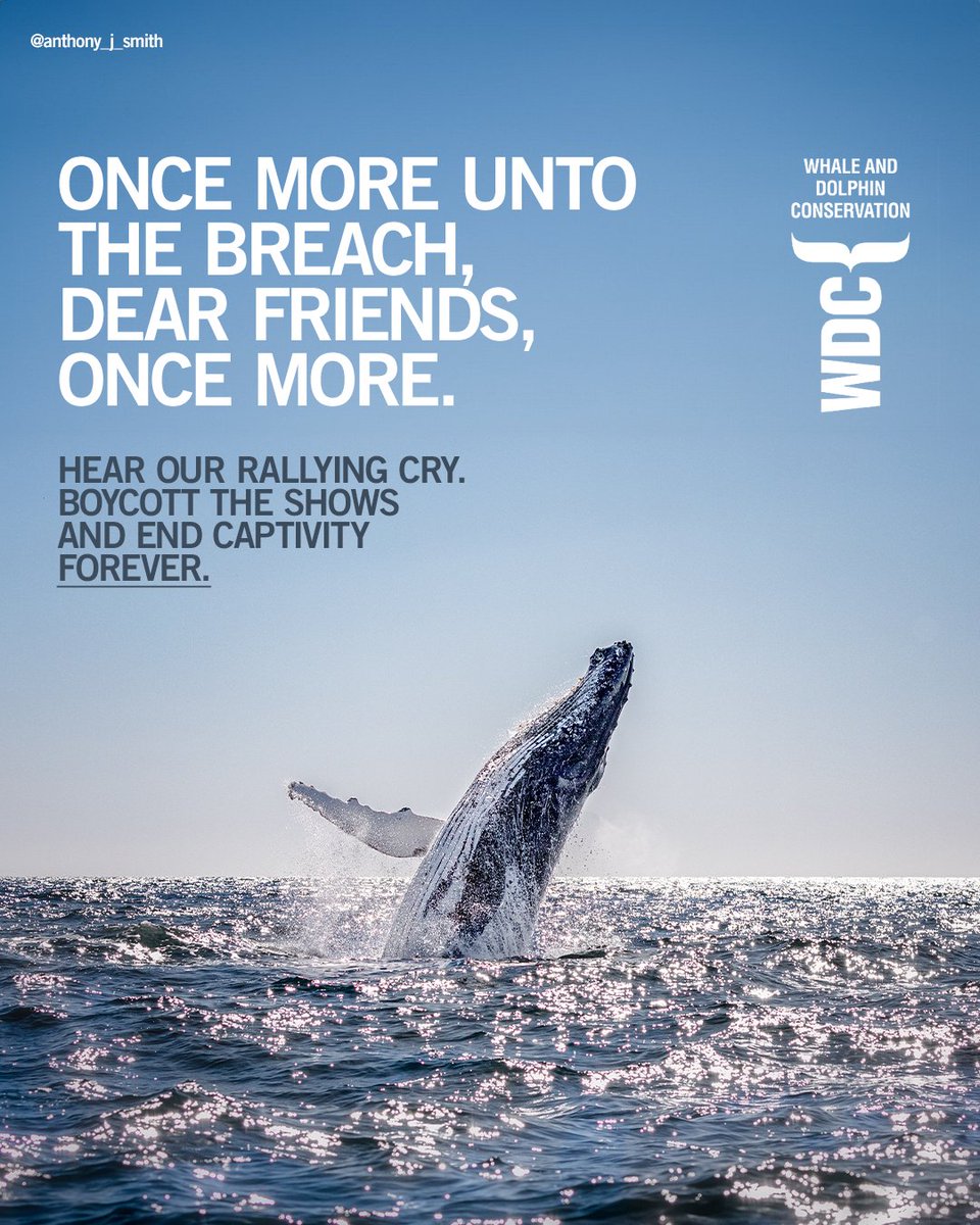 Create posters for UK airport departure lounges that convince UK holidaymakers not to visit captive whale and dolphin attractions while they are abroad. #DontGoToTheShow. @OneMinuteBriefs x @whalesorg #EndCaptivityForever 'The Rally Cry'