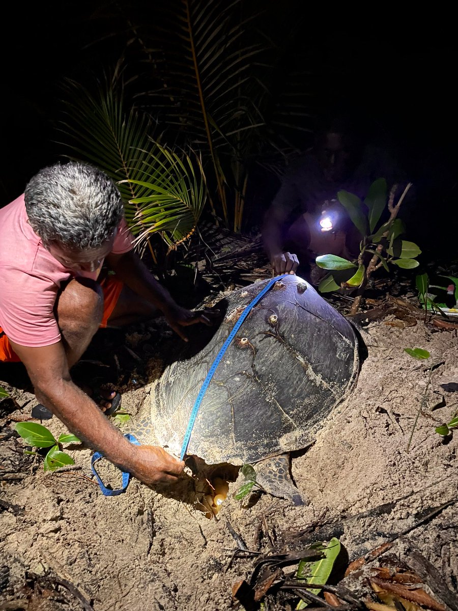 freyabliss's tweet photo. Incredible week in Isabel visiting Kia and a turtle rookery in the Arnavons in Isabel Province. Loved learning from Solomon Islands rangers about their work collecting data on endangered turtles and community consultations to ensure the research is successful. 🇸🇧🐢 https://t.co/npDEssmaeZ