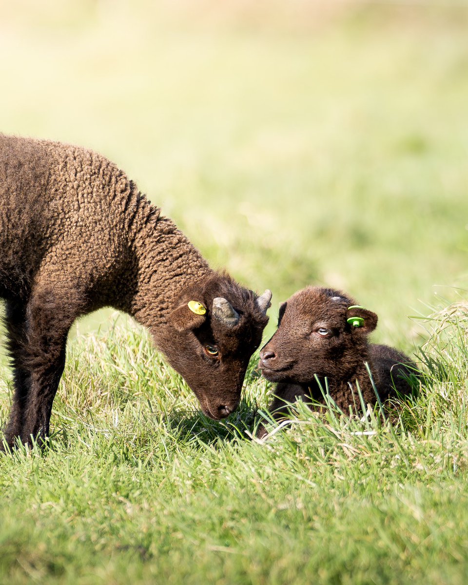 Bam Perspectives (@bamperspectives) on Twitter photo A small few of the latest editions to the Manx Loaghtan sheep herd, helped into the world by super shepherd Aaron Le Couteur
<a href="/jsynationalpark/">Jersey National Park</a> <a href="/NatTrustJersey/">NationalTrustJersey</a> <a href="/JEPnews/">jepnews</a> <a href="/NatGeoTravelUK/">National Geographic Traveller (UK)</a> <a href="/VisitJerseyCI/">Visit Jersey</a> <a href="/ruraljerseymag/">Rural Jersey</a> A small few of the latest editions to the Manx Loaghtan sheep herd, helped into the world by super shepherd Aaron Le Couteur
<a href="/jsynationalpark/">Jersey National Park</a> <a href="/NatTrustJersey/">NationalTrustJersey</a> <a href="/JEPnews/">jepnews</a> <a href="/NatGeoTravelUK/">National Geographic Traveller (UK)</a> <a href="/VisitJerseyCI/">Visit Jersey</a> <a href="/ruraljerseymag/">Rural Jersey</a>