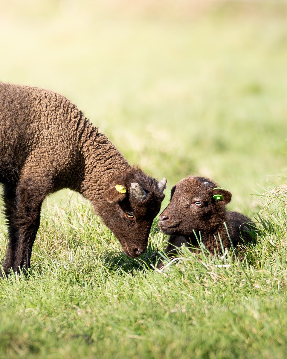 A small few of the latest editions to the Manx Loaghtan sheep herd, helped into the world by super shepherd Aaron Le Couteur @jsynationalpark @NatTrustJersey @JEPnews @NatGeoTravelUK @VisitJerseyCI @ruraljerseymag