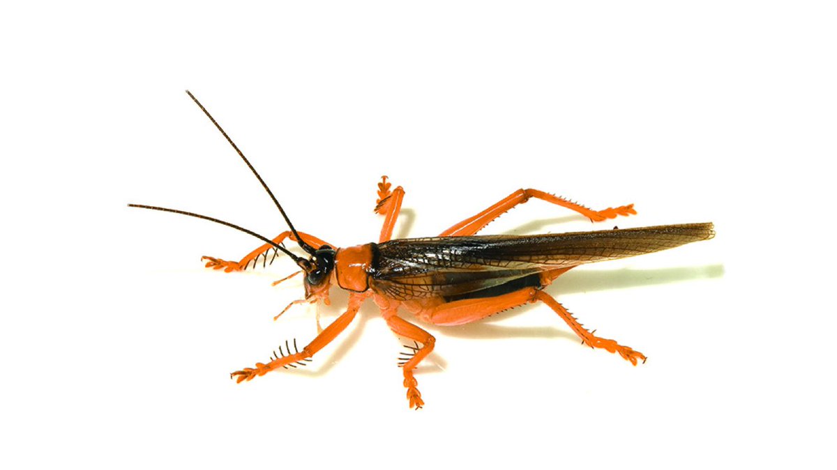 #NewSpecies! New leaf-folding cricket from #china just came in: Woznessenskia lianhua Treatment: treatment.plazi.org/id/7B3287DC-FF… Publication: doi.org/10.11646/zoota… @Zootaxa #FAIRdata #OA #science #biology #nature #biodiversity #conservation #wildlife #entomology #insects #crickets