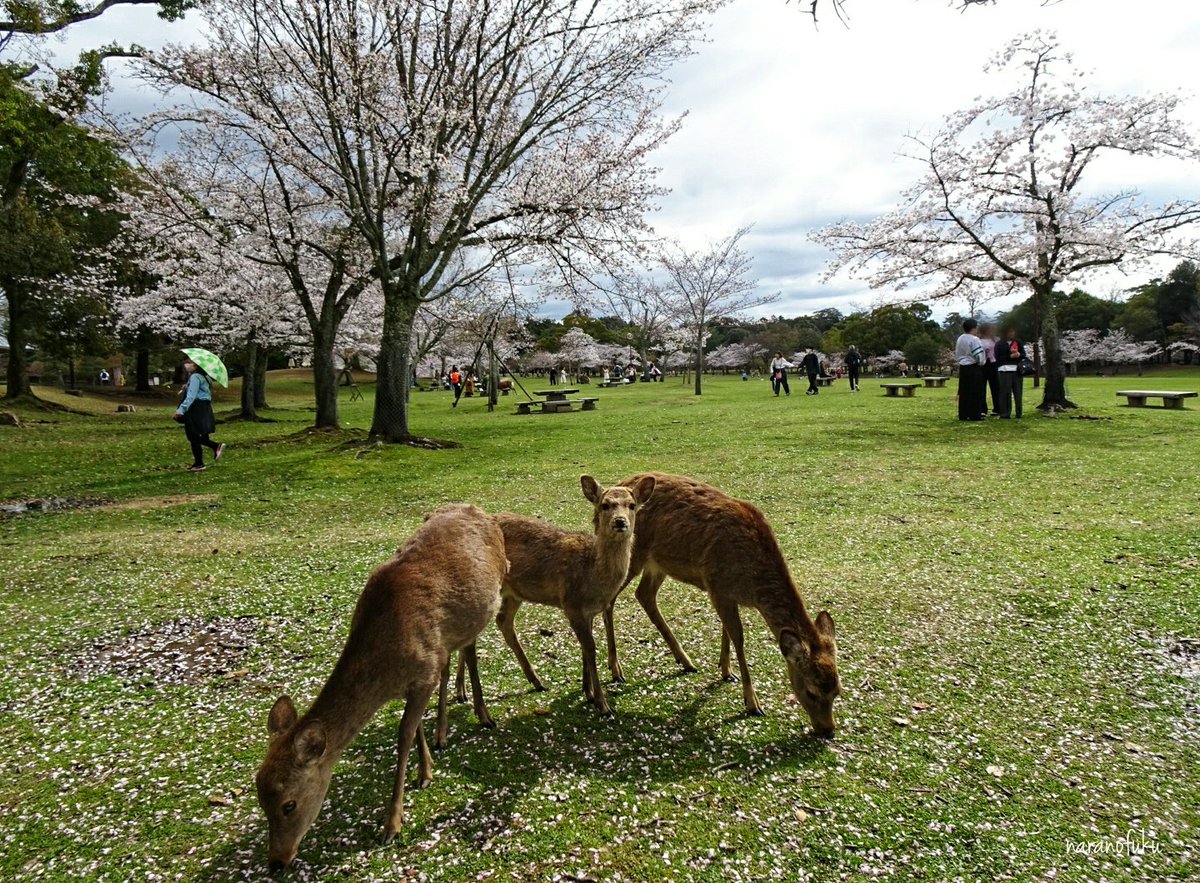 奈良公園ではもう鹿さんが散った桜🌸の花びらを食し始めてますね。