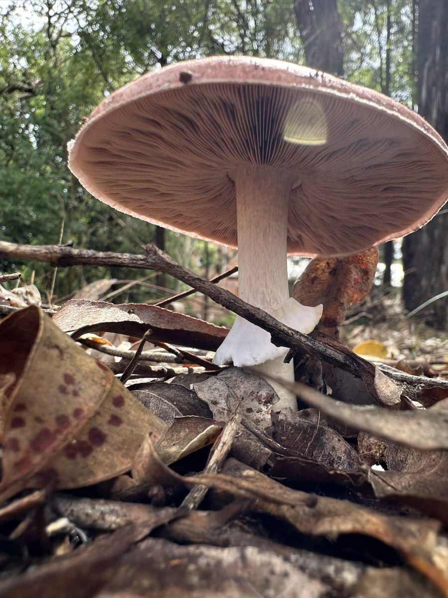 A lovely display of pink Agaricus in @unisqaus own Australian Native Woodland Reserve (ANWaR) 🍄