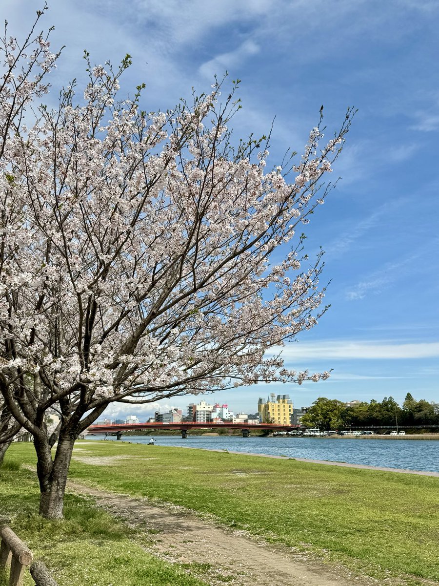 rakura_okb's tweet photo. ランチタイムにお花見🌸
今年はホントに雨が多い
もう散り始めてるので、#鏡川みどりの広場 は今週末までかな https://t.co/1D2nJYp7hE