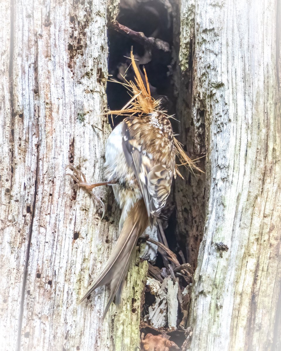 Spring is in the air- fascinating to watch a tiny Tree Creeper industriously “feathering the nest” #BushyPark 3.04.24 @theroyalparks @TWmagazines @Teddington_Town @TeddingtonNub @Natures_Voice @twickerati @WildLondon @Britnatureguide