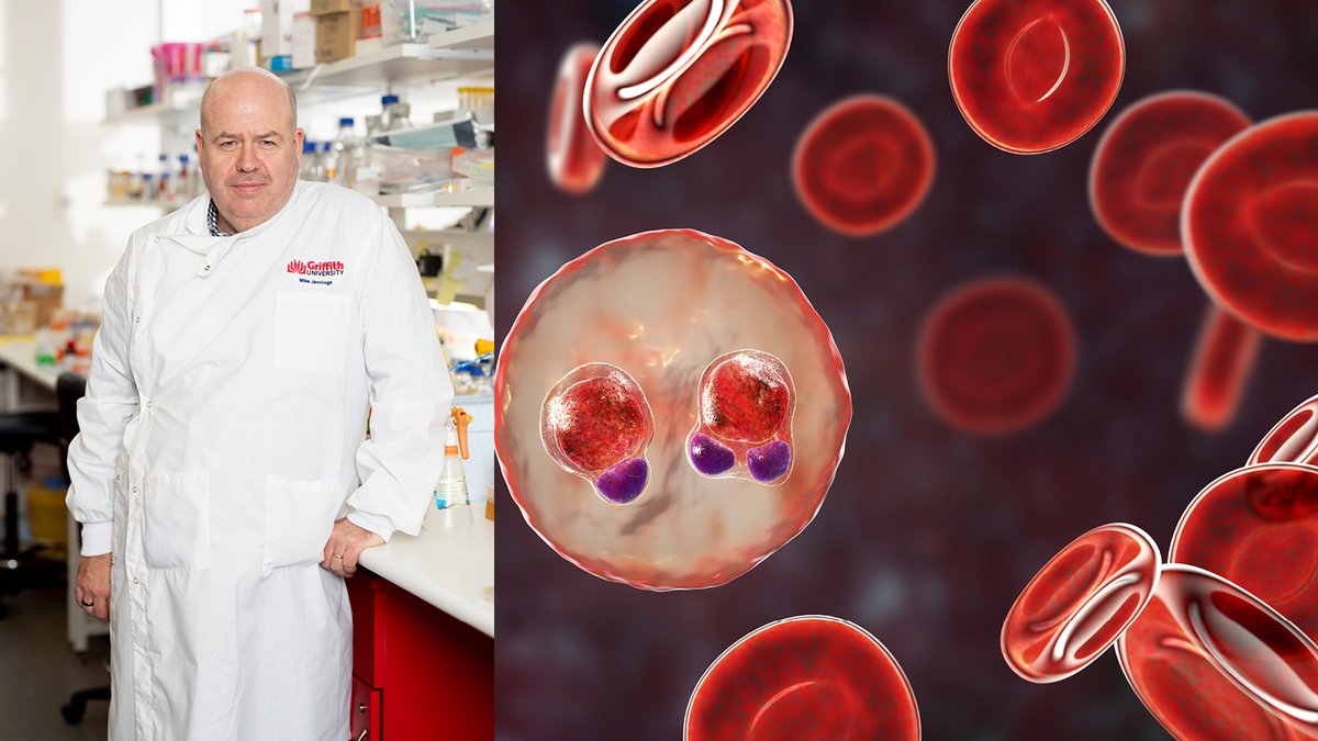 In a significant breakthrough, researchers from the Swiss Tropical and Public Health Institute (Swiss TPH) and Griffith University’s @glycogriffith have unveiled a crucial aspect of how the malaria parasite invades human red blood cells. Read more: bit.ly/49ob68N