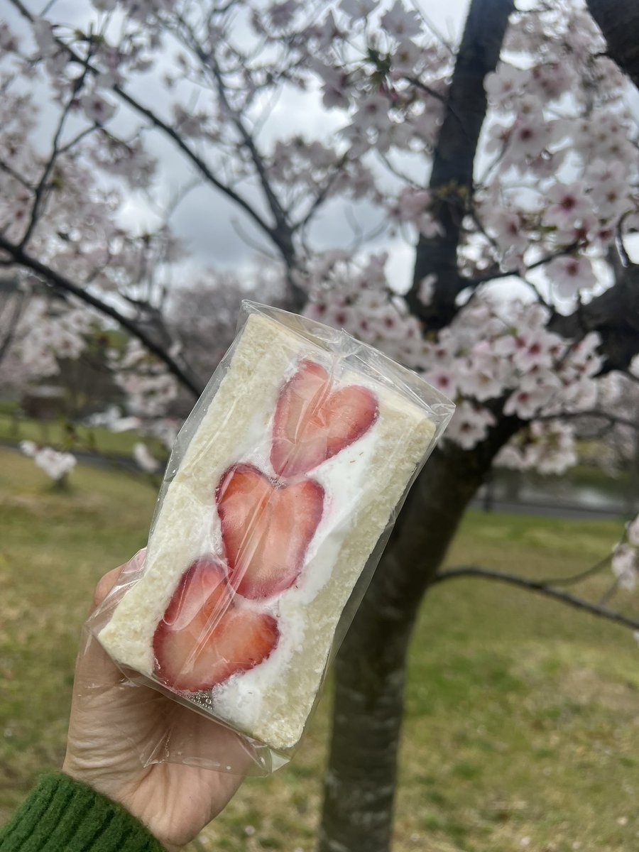 shimalax_mg's tweet photo. 今日は毎年恒例、男子ラクロス部マネージャーお花見大会をしました🌸

まだ少し肌寒いですが、桜も咲いていて綺麗でした😳✨

#春から島大
#春から島根大学
#春からラクロス
#春からマネージャー
#島根大学男子ラクロス部 https://t.co/XhD8ze2w7N
