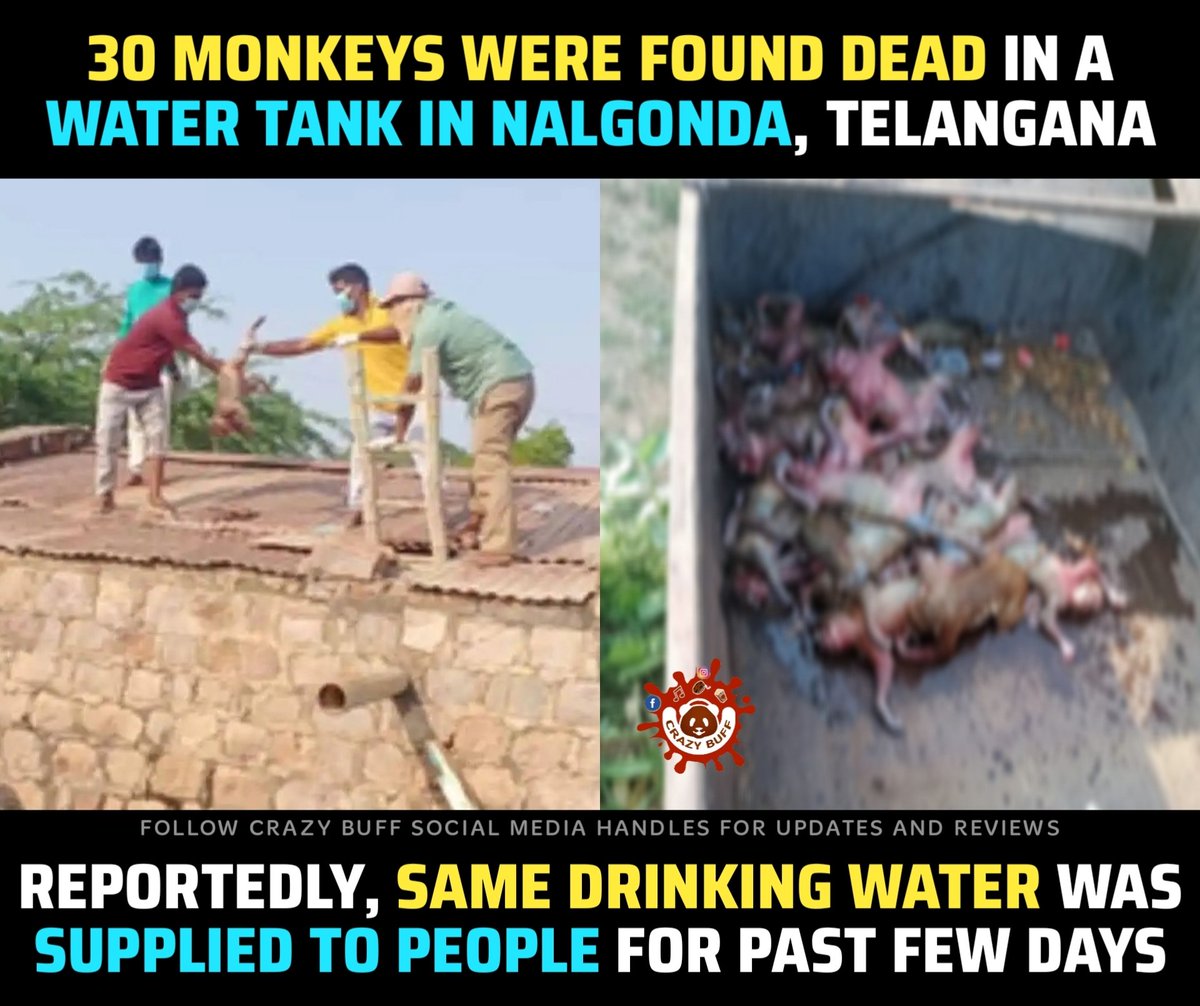 30 #Monkeys found dead in a Water Tank #Nalgonda. #TilluSquare #Familystar #NTR #RamCharan #Prabhas #AlluArjun #MaheshBabu