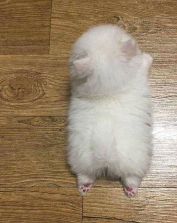 smol silly cat tweet media