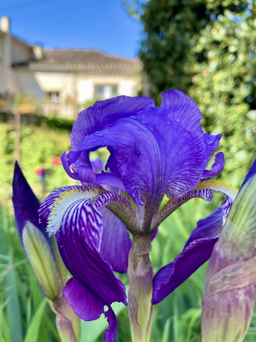 Ce #jeudiphoto dans le #Gers : venez, nous chanterons le #printemps ! 🤩☘️🌸🌼🌷🌺🌞🩵 #Occitanie #SudOuest