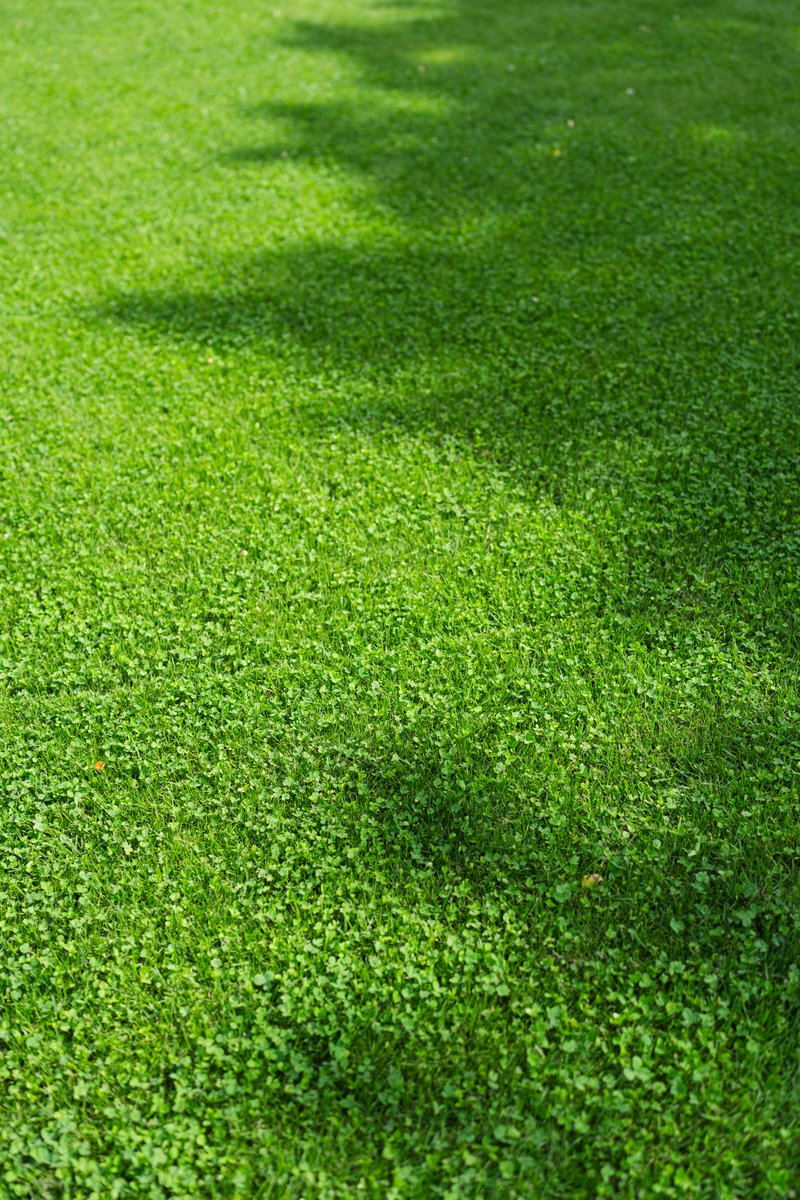 Wist je dat #Microclover een unieke klaversoort is? Dit kleine klavertje groeit laag tussen het #gras, zorgt voor stikstofvoorziening en houdt de #grasmat gesloten. Minder onderhoud, meer #groen! 

Lees hier meer 👇
ow.ly/eE3a50R6kGc

#gazon #sportveld