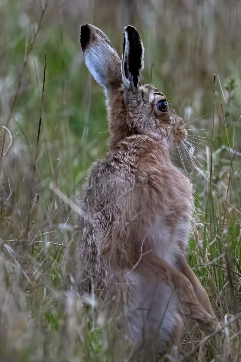 Beautiful hare at Wyke Down @DorsetWildlife @SightingDOR @NatureUK @UKNatureAware @NatGeoPhotos @Bournemouthecho #hare #wildlifephotography #nature #dorset #april