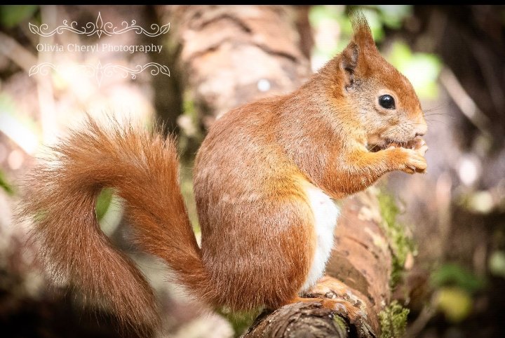 Gorgeous red squirrel from last year 🐿️🧡. Have a lovely Thursday! #daughterpic #thursdayvibes