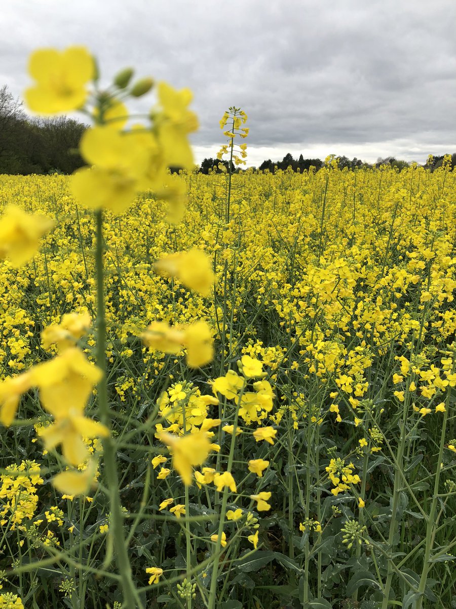 Good Morning … it is this kind of time for #canola see how it shines in bright yellow. I had to stop on my bike for a Foto.

Still rainy today. A neighbor will come for a Mokka in the afternoon. Will go to Aquafit and enjoy the sauna

#canolafields 
#canolaflower 
#rapsfeld