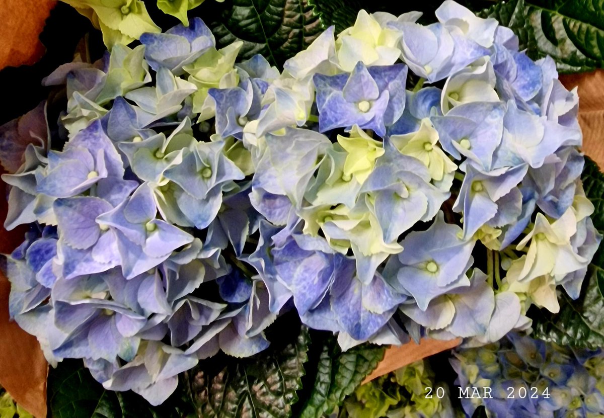 IDadzkov's tweet photo. Hydrangea macrophylla. Hortensia.
#nature #flowers #BigleafHydrangea #hortensia #houseplant #FlowersPhoto https://t.co/5gcmgHb0bm