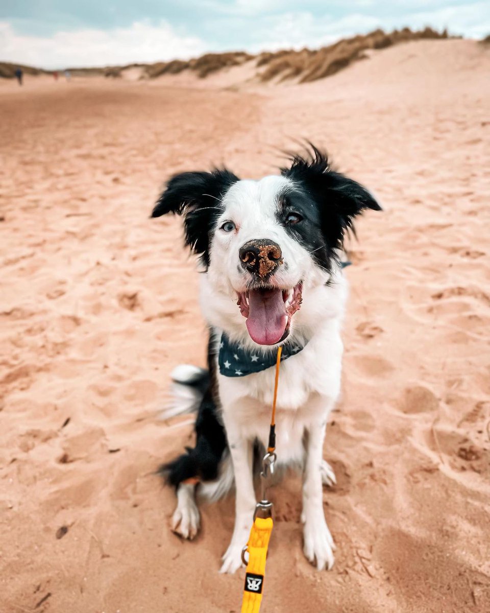 A sandy nose is just one of the joys of a day at the beach! 🐾 Thank you for keeping your dog on a lead in vulnerable areas to protect the ground nesting birds. 📷 @arrow_thebc (Instagram)