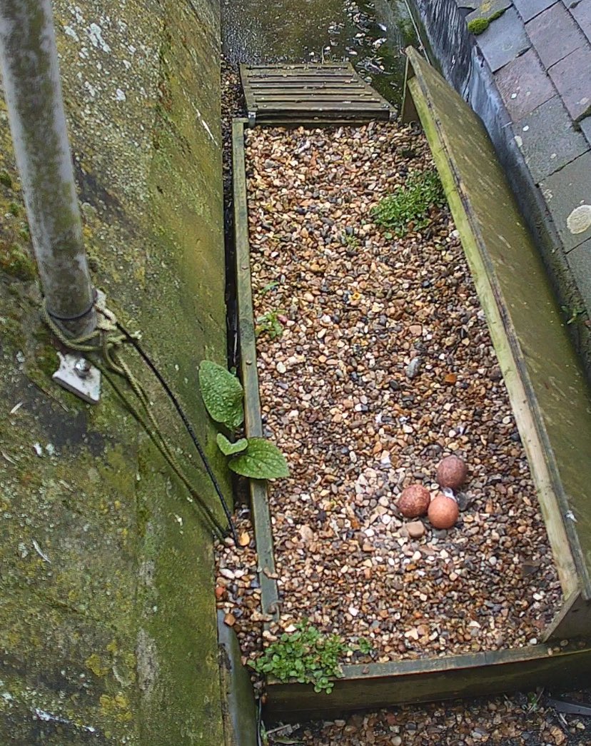 Herts & Middlesex Wildlife Trust tweet media