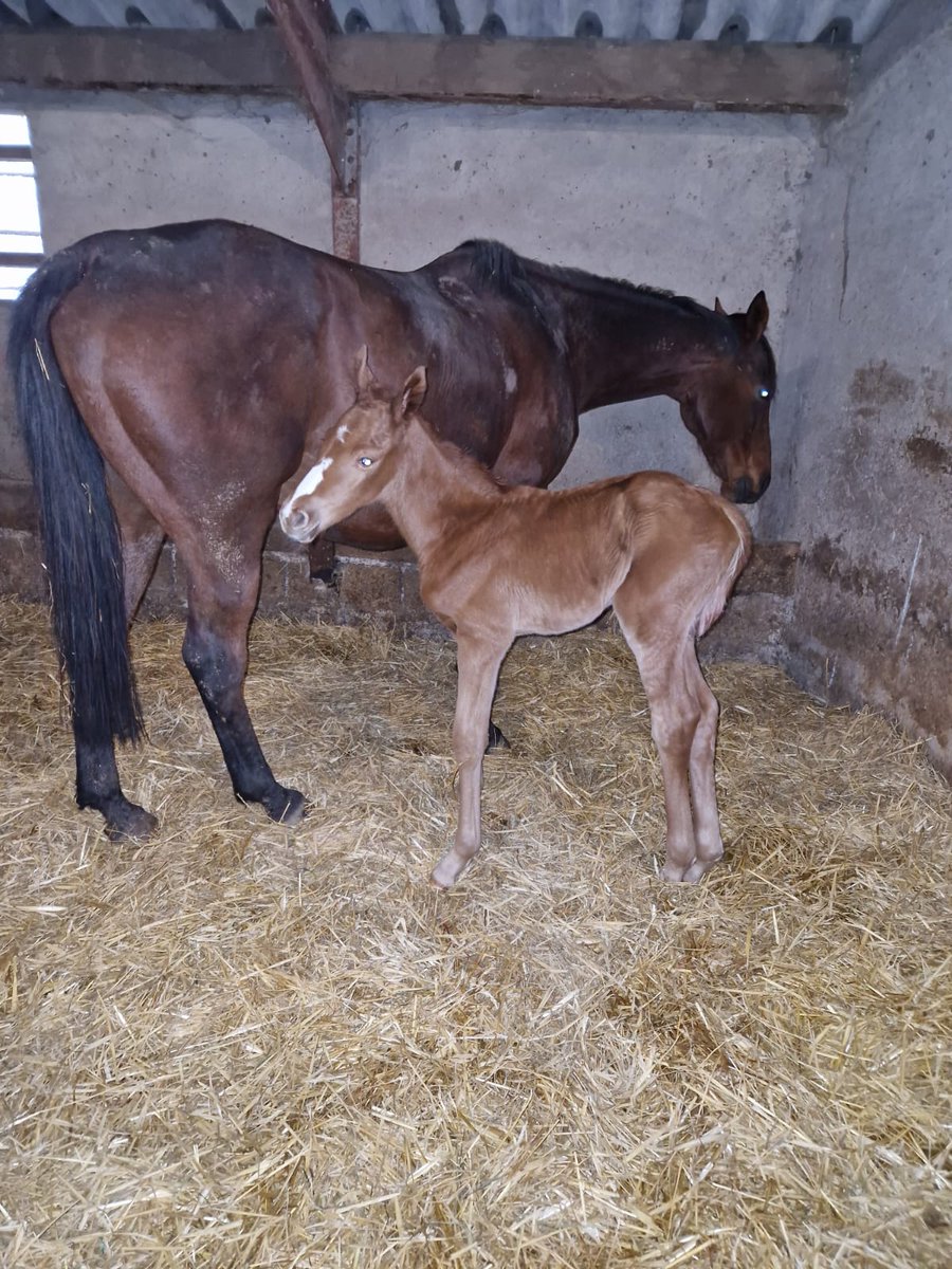 Nice Mare Australis (<a href="/haraslahetraie/">Haras de la Hetraie</a> ) filly out of DiablesseRoyale, from the family of Questarabad (G1), Crystal Beach (G2), Hawaï Tree (L) and Jet blue (G2) 🚀 🤩