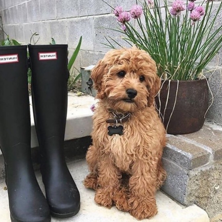 0Madhav's tweet image. Just took my dog for a walk and ended up being the one getting exercised! #activepup #energeticdog