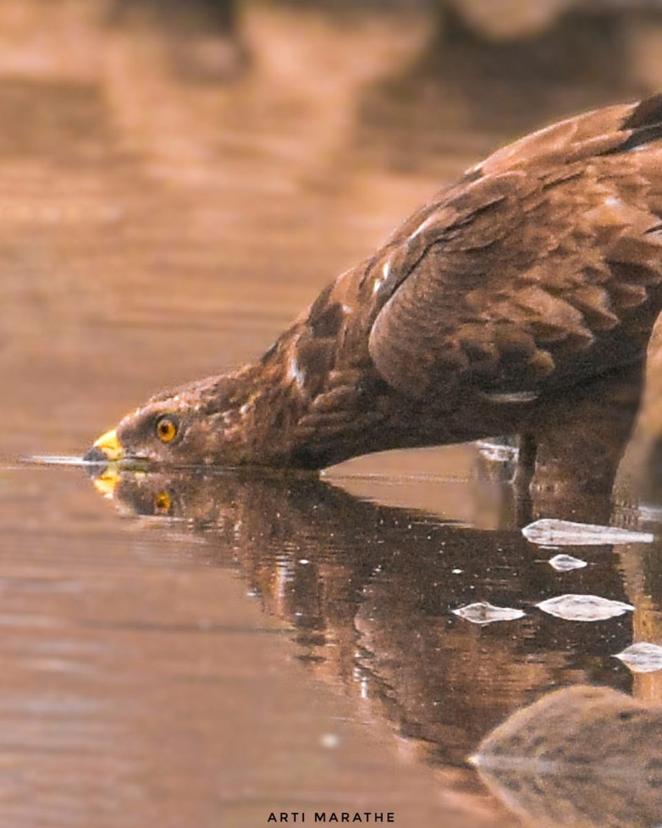 Oriental Honey Buzzard #IndiAves #ThePhotoHour #birdwatching #natgeoindia #BBCWildlifePOTD #Reflection #birds #birdphotography #wildlifephotography #nature