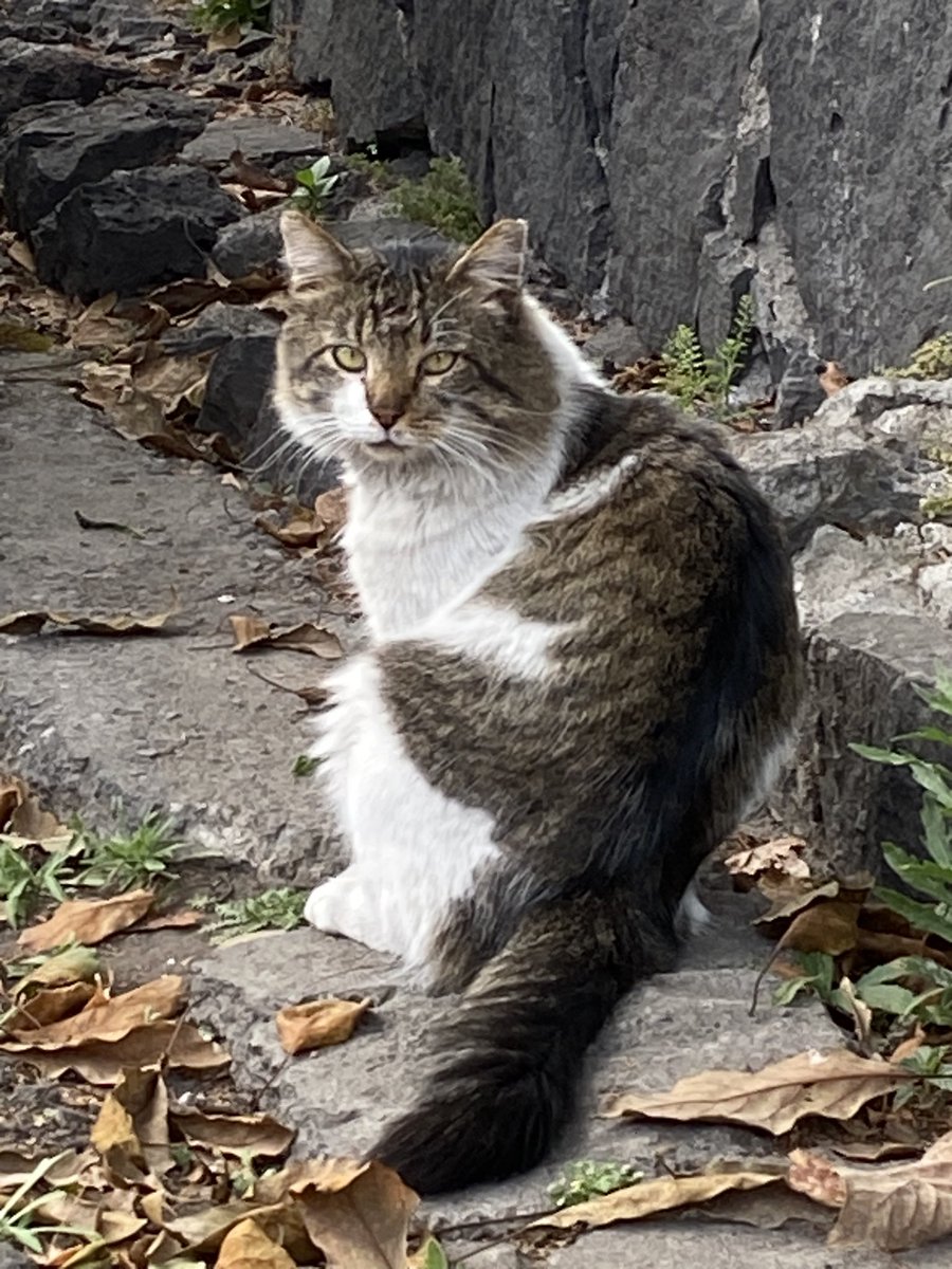 Recuerdan a Max, a quien alimentamos varios meses en la calle? Ya está resguardado! Es dulce y tranquilo y deseamos que la familia o persona que lo adopte le de una vida tranquila y segura. Para adoptar a Max escriban a adopcion.gatos.cdmx@gmail.com.