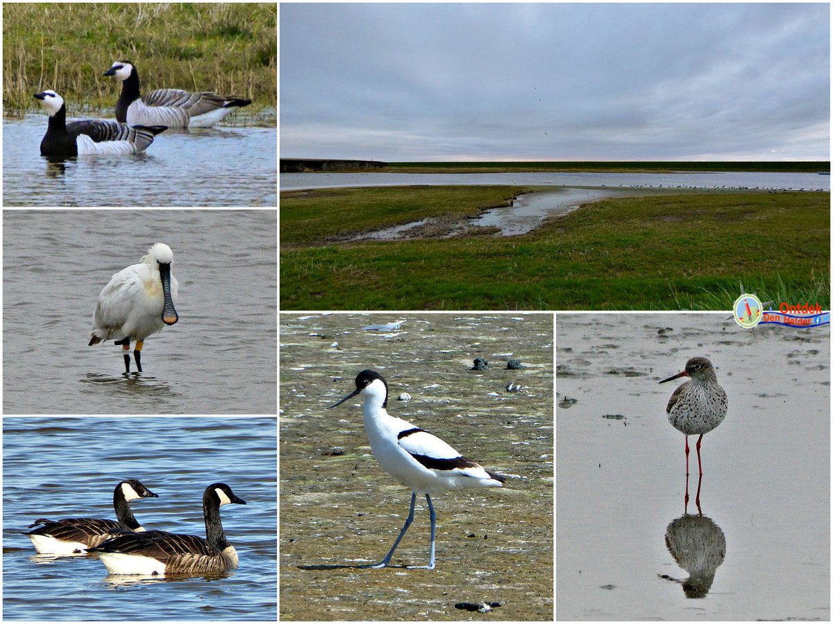 ontdekdenhelder's tweet photo. #vogels die we nu zien in de #Balgzandpolder - #Oostoever #DenHelder - #Brandgans ( #Barnacle_goose) - #Lepelaar (#Spoonbill) - #Canadese_gans (#Canada_goose) - #Kluut (#Avocel) - #Tureluur (#Redshank) - #birds #BirdsSeenIn2024 #natuur #nature #NaturePhotograhpy https://t.co/UciXrMd9On