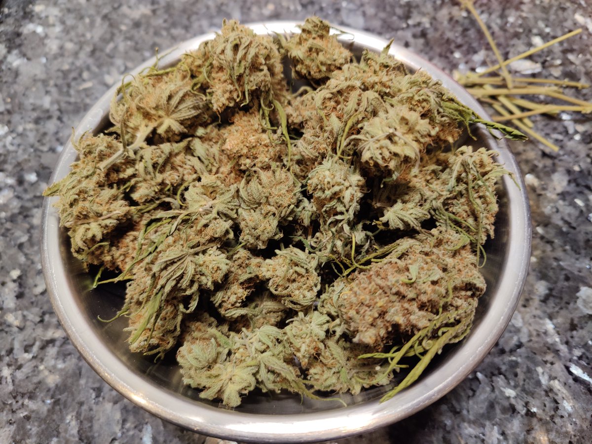 DjangoElRey's tweet photo. GuMo #Weedmob ☕️😀
Heute ist #Ernte 🌾 (~ 60 g)
Es wurde nach 8 Tagen Trocknung eingeglast. 🥛
Ich glaub, ich hab's ganz gut getroffen: im Glas sind aktuell 62 % Luftfeuchtigkeit. 💪
#CanGIstDa #CanG #CanG0104 https://t.co/XPC7LF9c3m