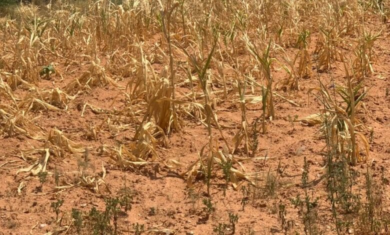 Yesterday the Zimbabwean President declared a State of Drought Disaster due to the severe food situation caused by the El Niño effect abandoning its earlier position that Zimbabwe had a surplus following Zambia and Malawi. The southern African countries have experienced acute…