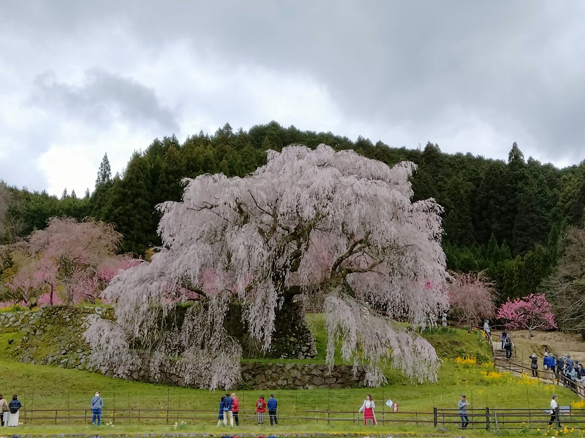 imasakaya tweet picture