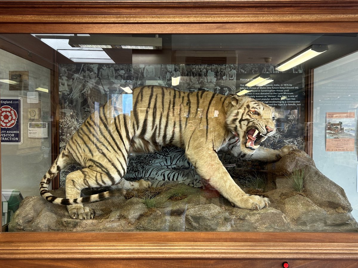 As if being killed at Jaipur by Edward Prince of Wales in 1876 wasn’t insulting enough, “Horace” the tiger was misgendered for over a century! Conservators @Lynn_Museum recently revealed he was a she.