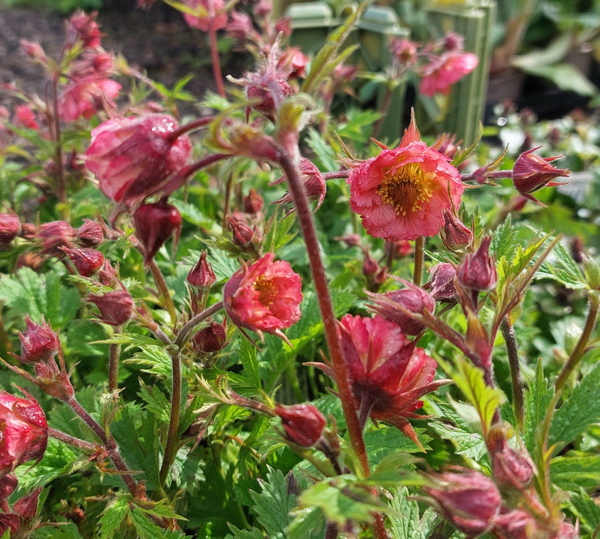 First flowers open on Geum 'Bell Bank'. One of the best for the garden, happy in any decent, drained, soil in light or part shade. #geum #geumbellbank #springflowers #peatfree #mailorderplants #plantsforsale