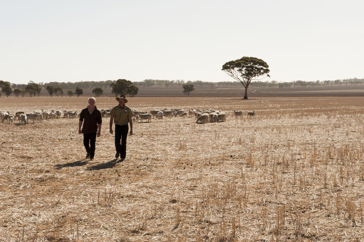 The Tackling Tough Times webinar series starts on Monday 8 April 🗓️ There’ll be info for producers dealing with the dry season from @DPIRDWA @AWIExtensionWA, @nextgenAgri and @FaceyGroup! Register your interest below ➡ events.humanitix.com/awi-dpird-webi…