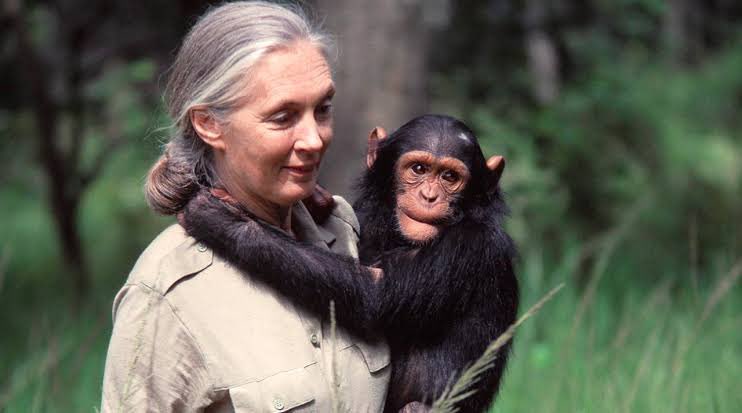 Happy 90th (wow) birthday Dr Jane @JGI_ug @JaneGoodallInst @janegoodallSG @JaneGoodallUK @janegoodallau @JaneGoodallFr @JaneGoodallCL @JaneGoodallUAE @JaneGoodallIND you lifetime’s work with chimpanzees has touched generations esp with @ngambaisland in #Uganda. @JanetMuseveni