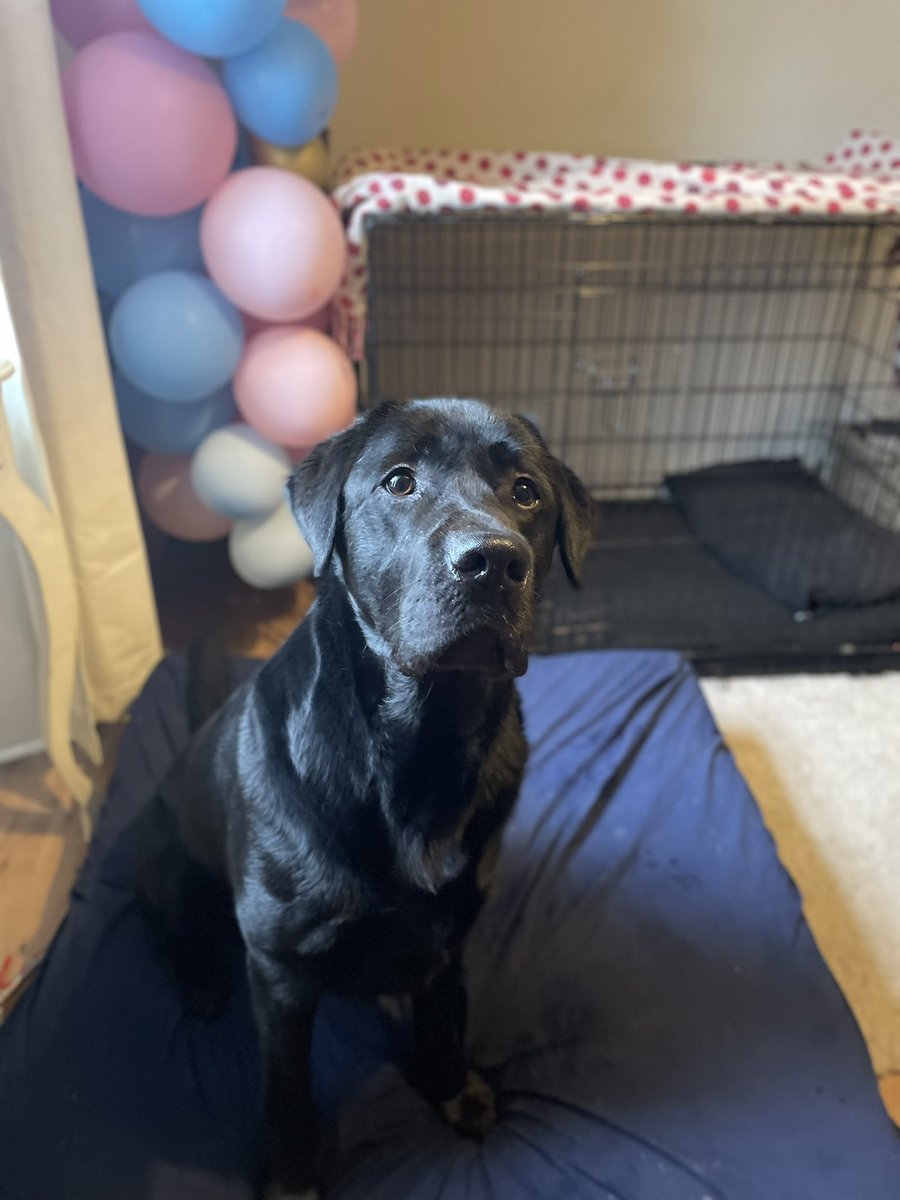 lisahouston72's tweet image. 3 today and giving an excellent example of puppy dog eyes. I had a biscuit, he thought he’d like a bit. 🎂#dogbirthday #Labrador