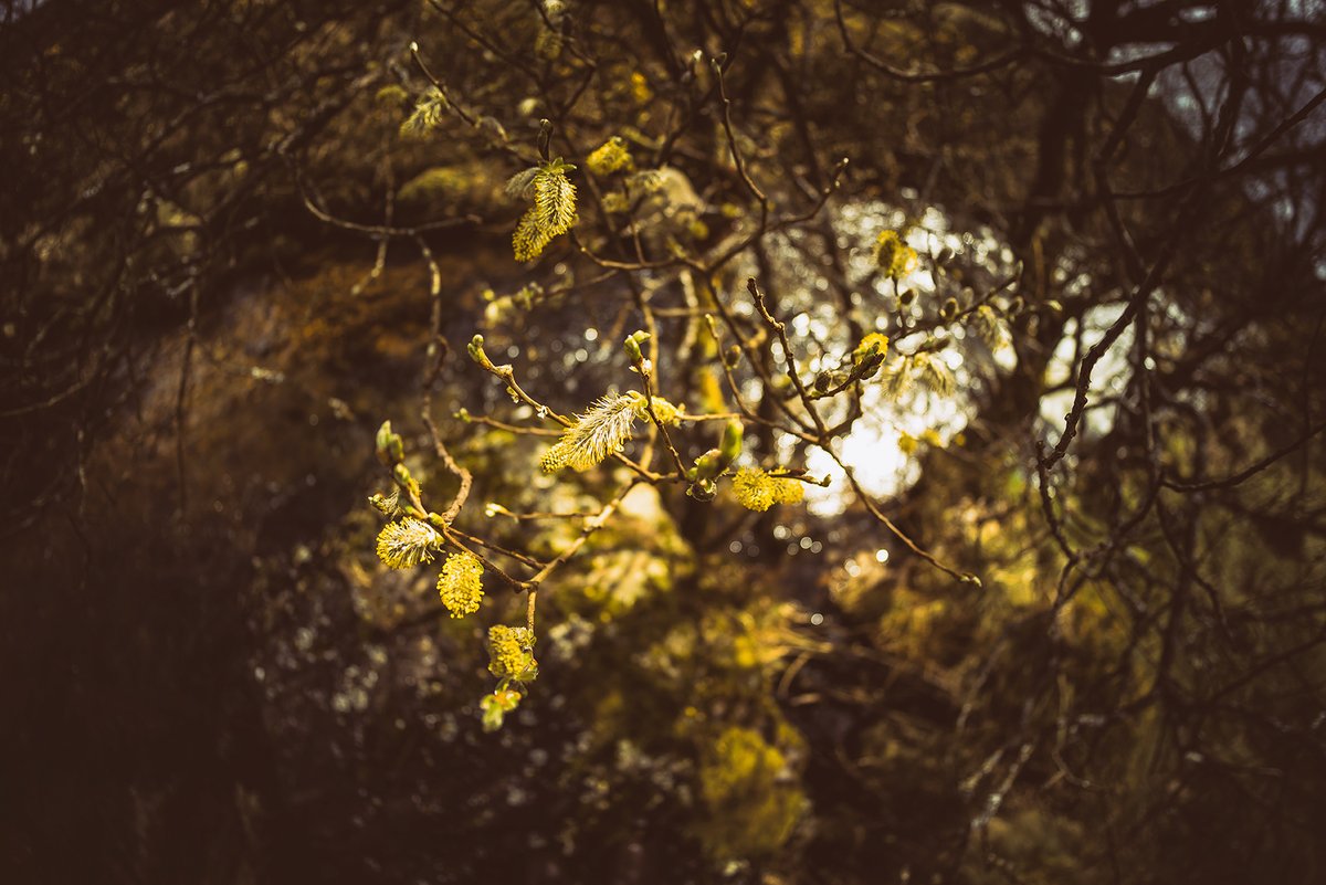 A bit of #Spring amidst all the rain 😁 #Willow on #TheLyd last weekend on #Dartmoor 😍