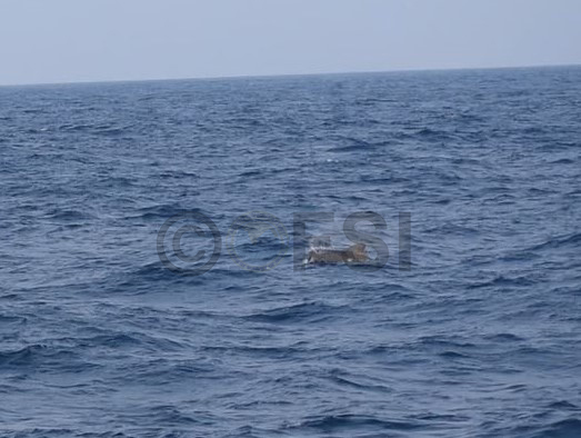 FisherySurveyOI's tweet photo. (1/4) #FSI, #Visakhapatnam: As a part of Marine Mammal Stock Assessment Programme in India, the vessel MFV #MatsyaDarshini of Visakhapatnam Base of Fishery Survey of India was deployed for marine mammal survey in the Andhra Pradesh coast during March 2024.. https://t.co/Es68Eu4DTk