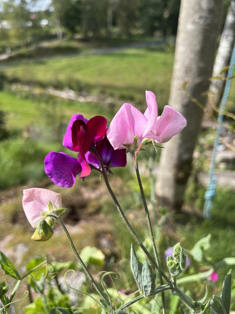 tonyrjonsson's tweet photo. Buongiorno amici ☀️🍀🌸
Un nuovo giorno,
nuovi colori e profumi da scoprire,
viva la vita 🥰
Felice giovedì tutti 🤗
#apr4 🕊️❤️🕊️❤️🕊️ https://t.co/3L8I89aTpz