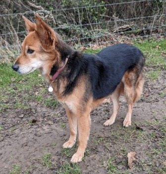 BELLA HOME SAFE. THANKS FOR RT's 😊🐕🐾

🆘27 MAR 2024 #Lost BELLA #ScanMe #Tagged Brown /Black Mix Cross Breed Female 
Clapham Common North Side, #ClaphamJunction South West London #London #SW4 doglost.co.uk/dog-blog.php?d…