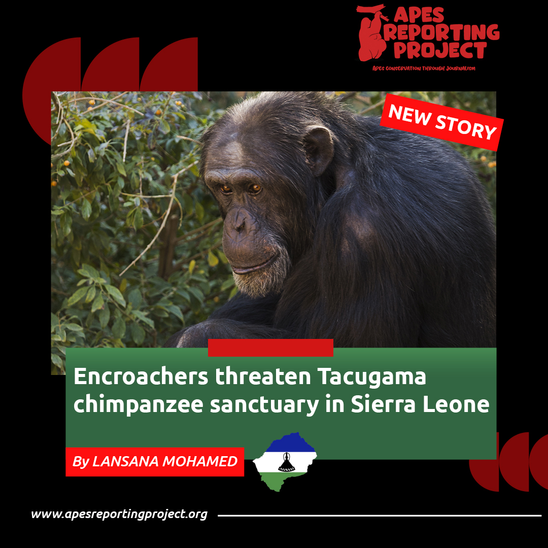 The Tacugama Chimpanzee Sanctuary in Sierra Leone🇸🇱, home to 117 chimpanzees, stands as a beacon of conservation efforts. However, the sanctuary faces threats from encroachment and illegal activities...continue reading↪️🔗bit.ly/3vDO93z #SierraLeone #ApesStories