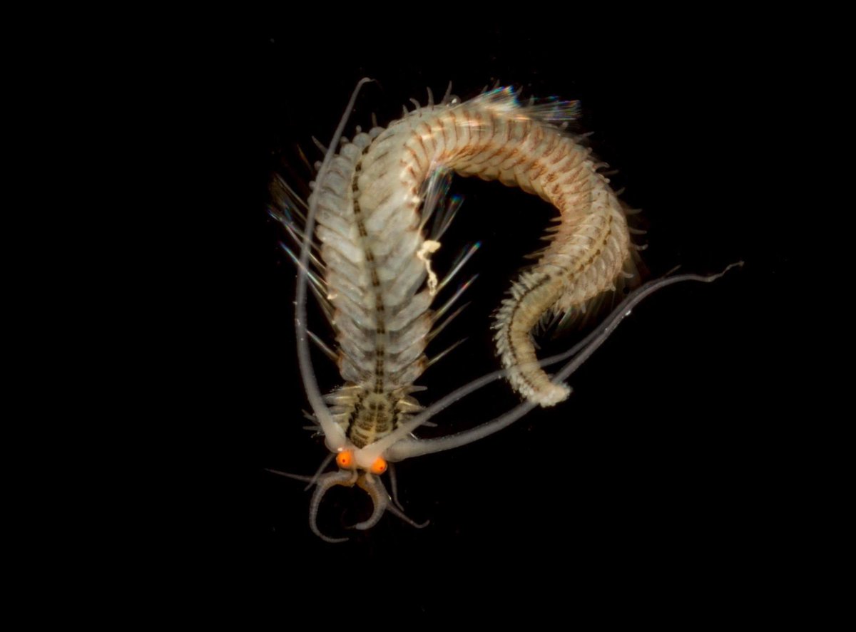 Planktonic worm or Chinese Dragon 🤔 #chinesedragon #planktonic #plankton #marineworms