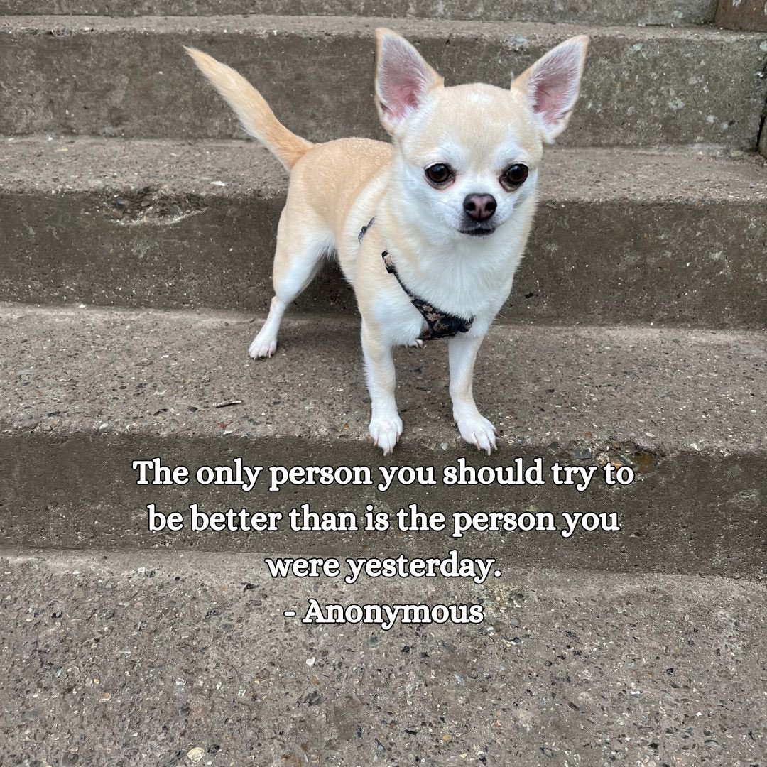 #annonymousquotes #betterpersoneveryday #beingmindful #beingspiritual #spiritualityquote #curiousaboutspirit #curiousaboutspirituality #chihuahuas_of_instagram #chihuahuaquotes