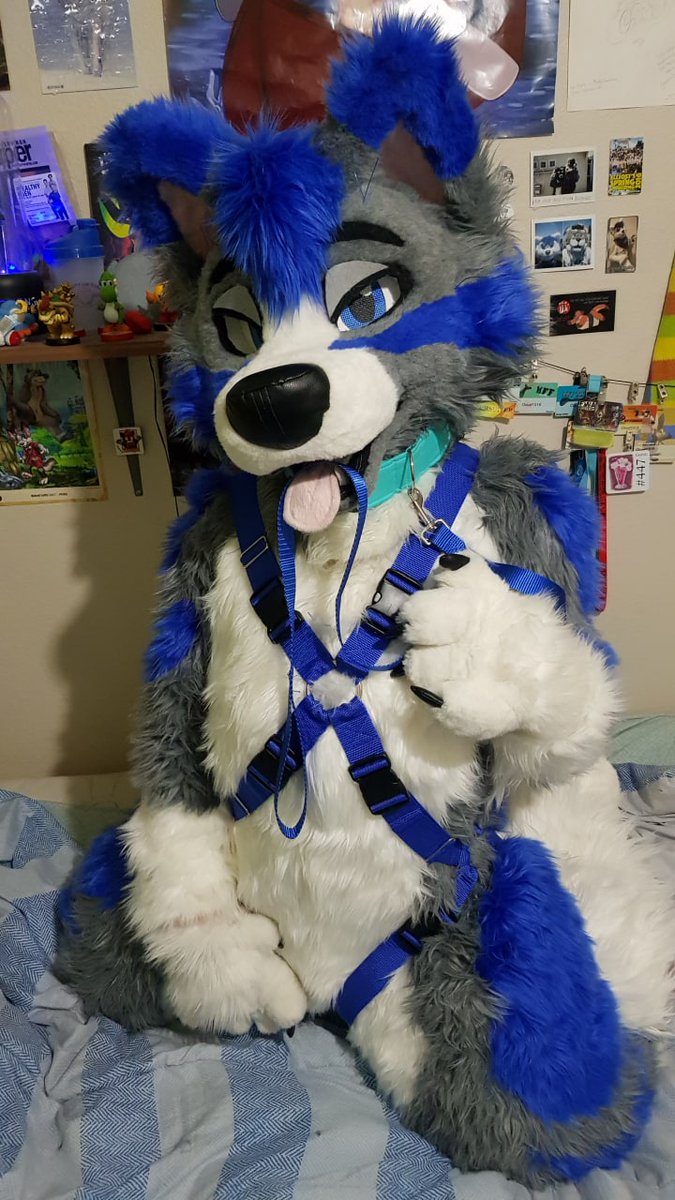 QRT a pic of you in your favorite harness 👀 By @Crunchycurl ⭐💜