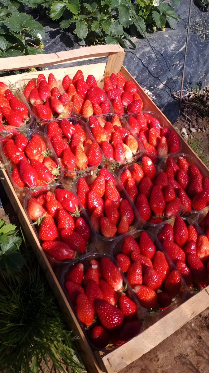 Démarrage de la Gariguette (toujours et uniquement plein champ)
#fraises #gariguette #pleinchamp #pleineterre #gascogne