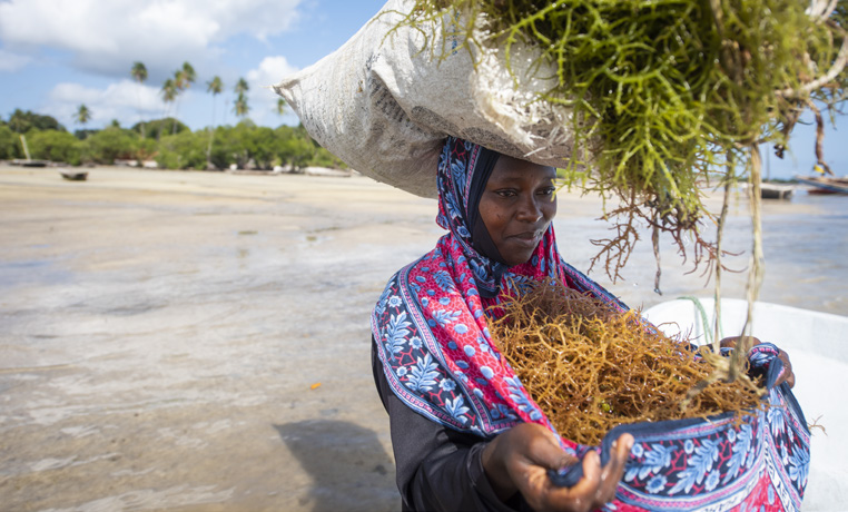 The Nature Conservancy in Africa is working with local partner @MwambaoCCN on a pilot project to train farmers in the Zanzibar archipelago on how best to site, design, and manage their farms to reduce impacts. 🌱💙 Read more: linkedin.com/pulse/surprise… 📸: © Roshni Lodhia