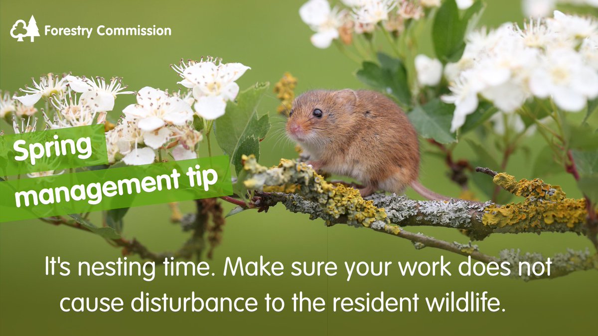 It's always important to be considerate of the local wildlife when undertaking work in your woodland.  

You can find expert advice about managing your woodland this spring in our blog post: forestrycommission.blog.gov.uk/2024/03/20/5-t…