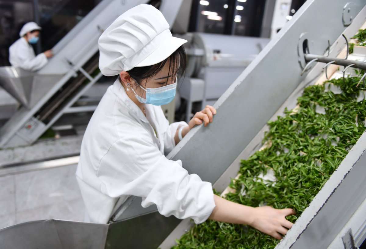 As spring unfolds, tea plantations across the region have entered the harvest season. Farmers and workers are gearing up for the market demand. #flyoverchina