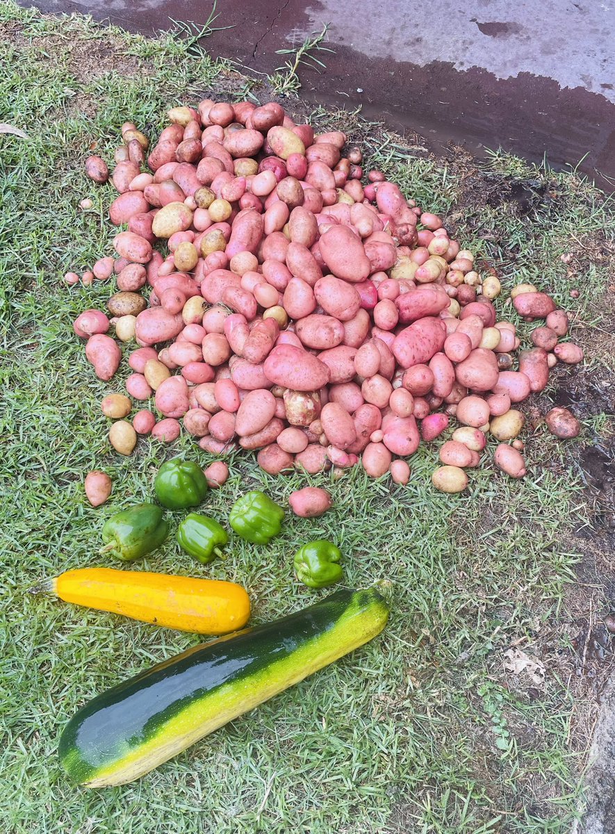 Grew some #Potatoes Last of the zucchini #MonsterZucchini & peppers Lots of tiny  tatos I can use as seeds #FarmLyfe #Organic #GrowYourOwnFood 🔥🔥🔥🔥🔥🔥