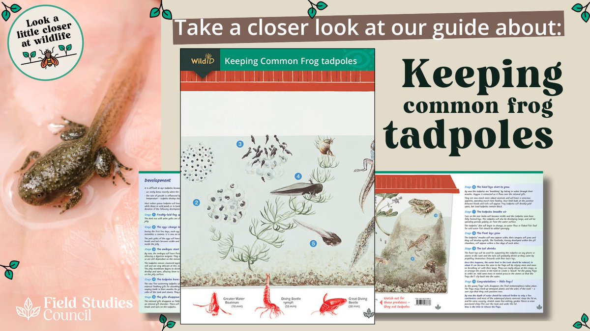 🐸 Celebrate #FrogMonth by learning about keeping tadpoles! 🐸 The common frog is one of the most widespread amphibians in Britain & Ireland. #Tadpoles are easy to rear successfully at school or home. 🐸 Our guide is a great way to start learning more: ow.ly/WmvQ50R6EUn